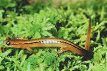 Northern Two-lined Salamander - Eurycea bislineata