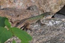 Italian Wall Lizard