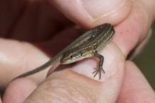 Italian Wall Lizard