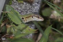 Italian Wall Lizard