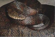 Northern Water Snake - Nerodia sipedon sipedon