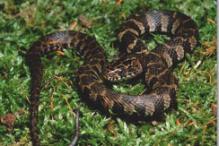 Northern Water Snake - Nerodia sipedon sipedon