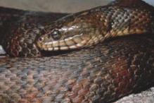 Northern Water Snake - Nerodia sipedon sipedon