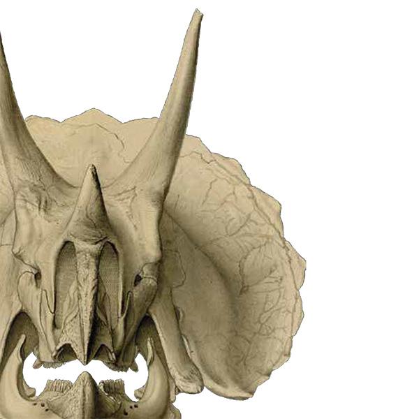 Triceratops prorsus, probably drawn by Frederick Berger, about 1907 Courtesy of the Department of Paleobiology, National Museum of Natural History, Smithsonian Institution