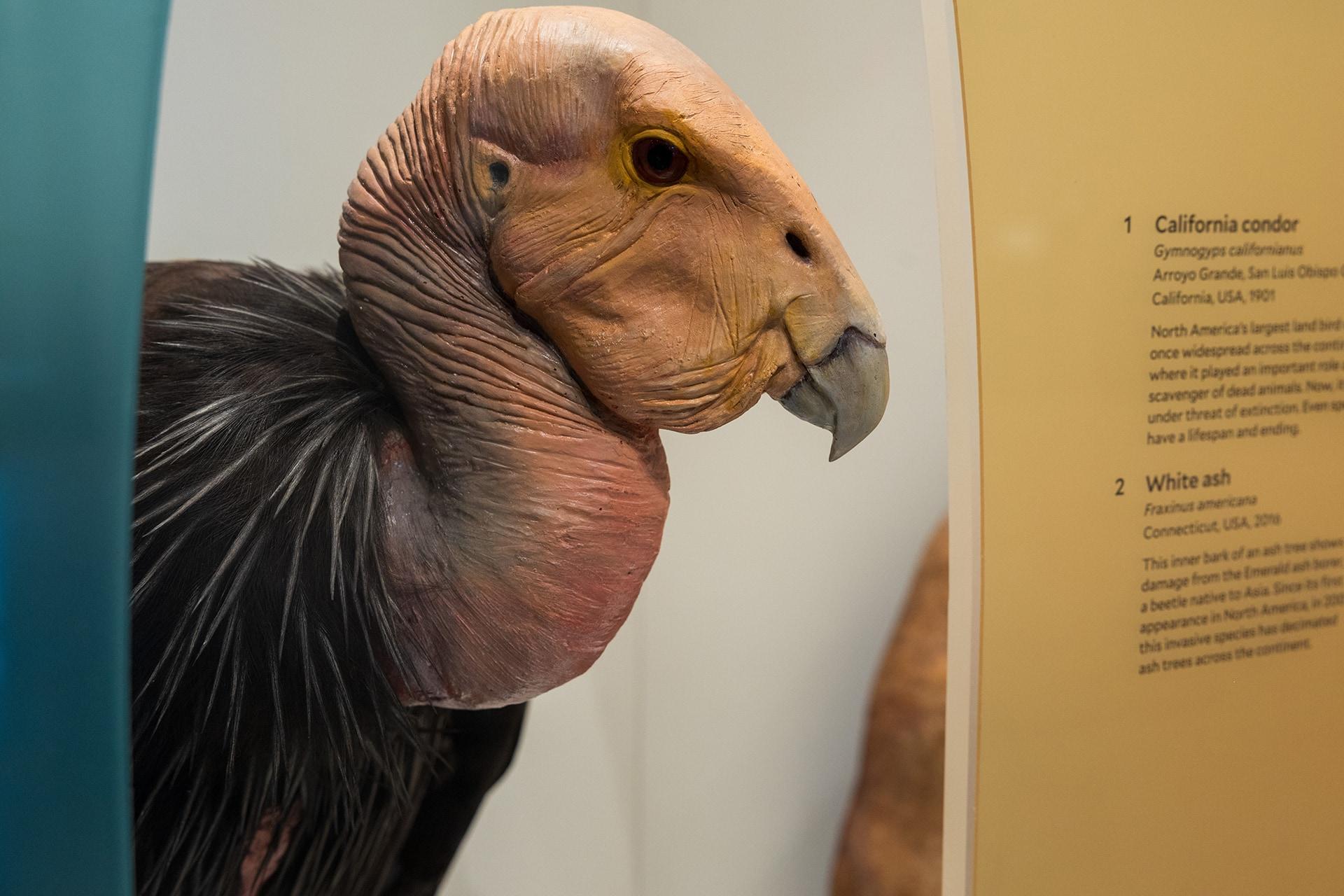 California condor